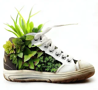 tennis shoe filled with plants