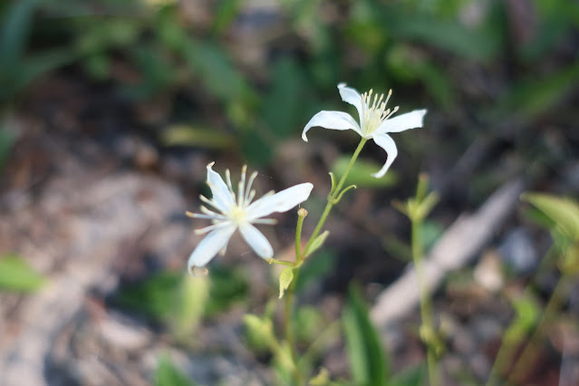 Native Wandering Jew