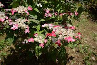 西山の里桃源の紫陽花