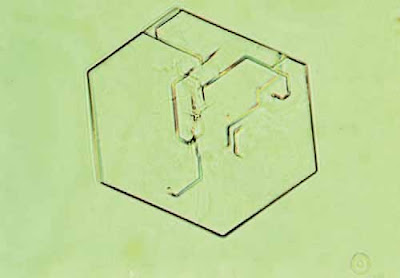 Cystine crystal with layered or laminated surface