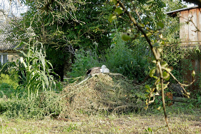 Busko - Leleka - Stork