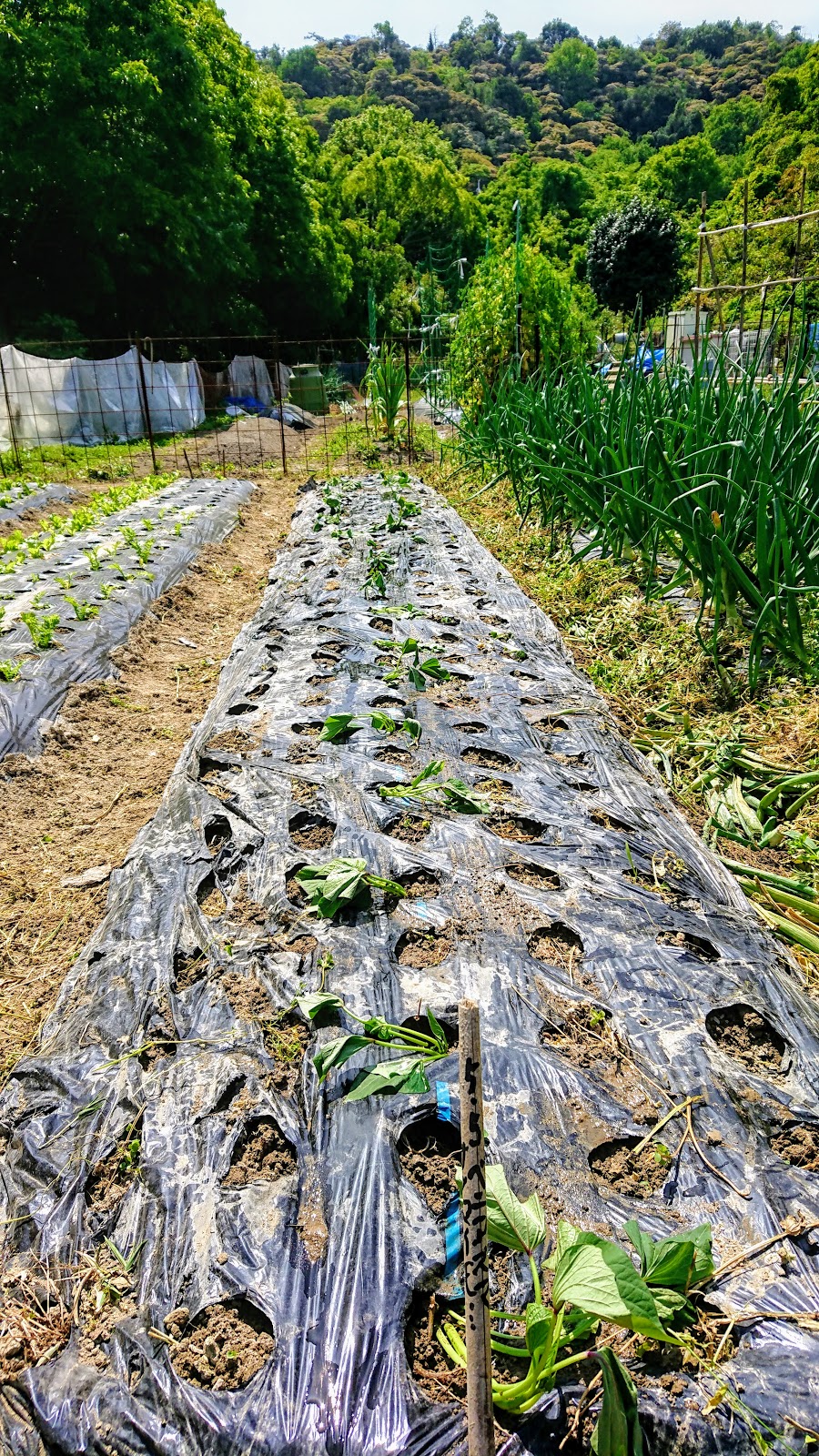 ６０過ぎの日々 家庭菜園畑の作業記録 ベニアズマと菊芋の植え付けと キュウイの棚