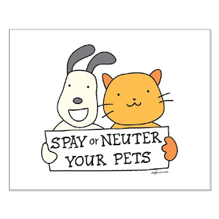 what is Neutering and Spaying