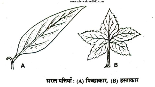 सरल एवं संयुक्त पत्तियाँ (Simple and Compound Leaves)