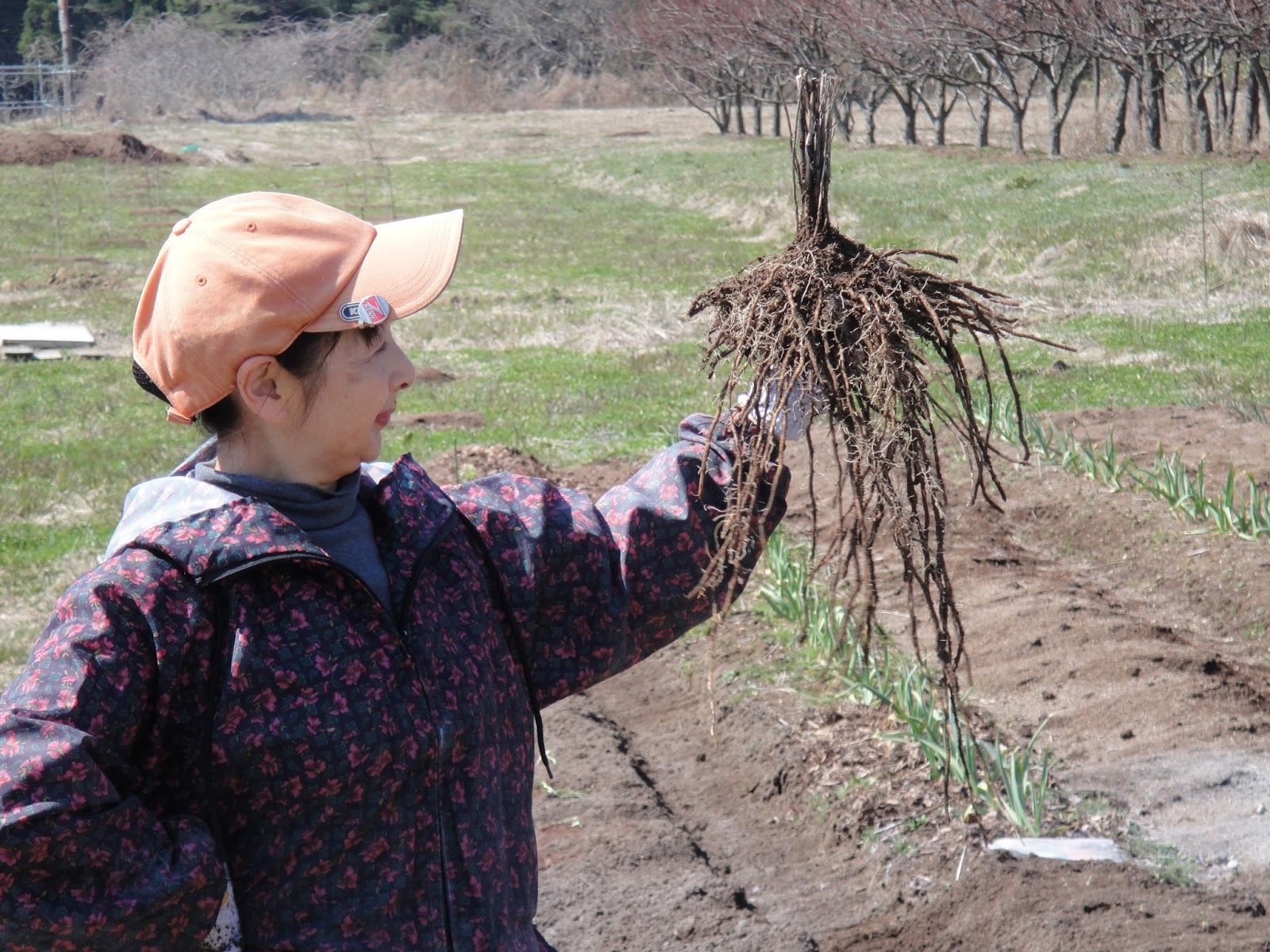 越麻呂日記 アスパラ苗の移植