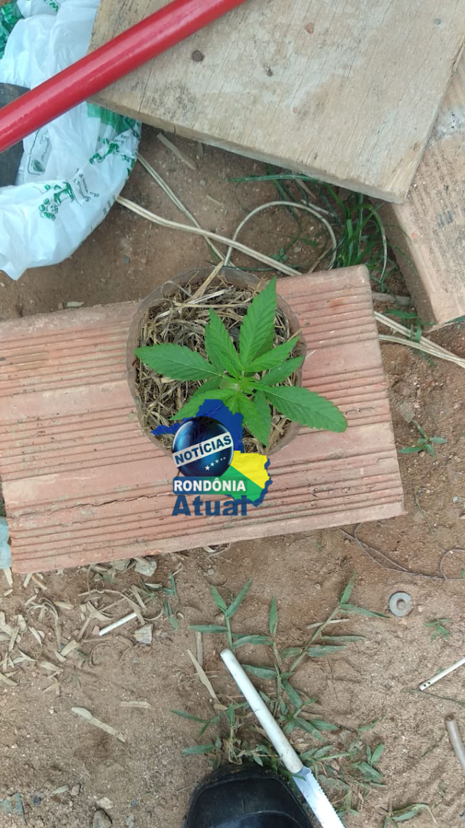 JOVEM É FLAGRADO CULTIVANDO PÉ DE MACONHA NO QUINTAL, EM JI-PARANÁ