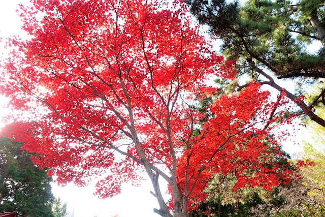 北海道 函館 船魂神社の紅葉