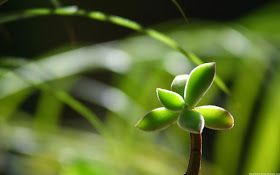Sprout.