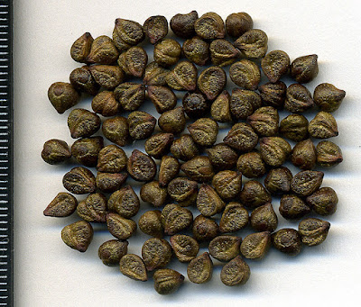Семена девичьего винограда пятилисточкового (Parthenocissus quinquefolia)