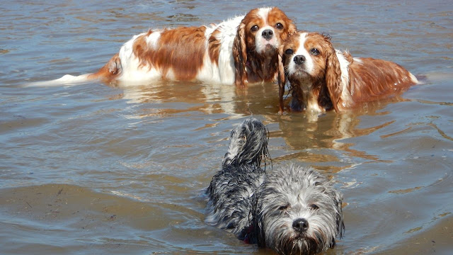 Are Cavalier King Charles Spaniels Good Swimmers?