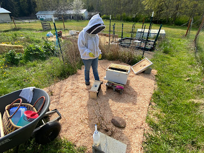 installing packaged honeybees into hives