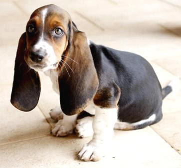 Basset Hound Puppies on Basset Hound Puppies Pictures   Puppies Dog Breed Information Image