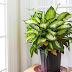 Indoor plants can be harmful to life