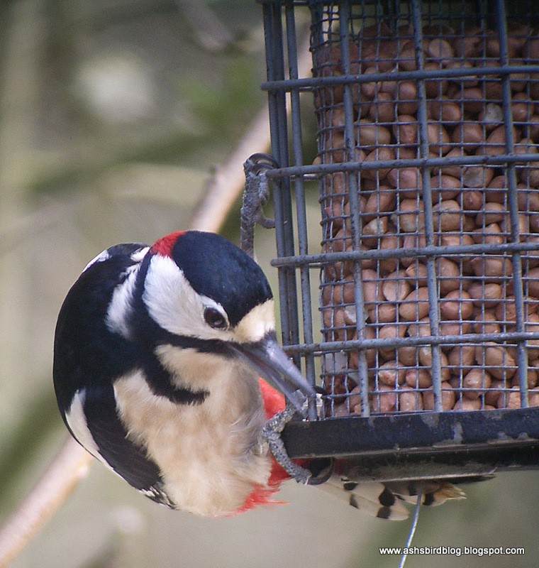 A brief afternoon visit to BBOWT Warburg Nature Reserve brought the 