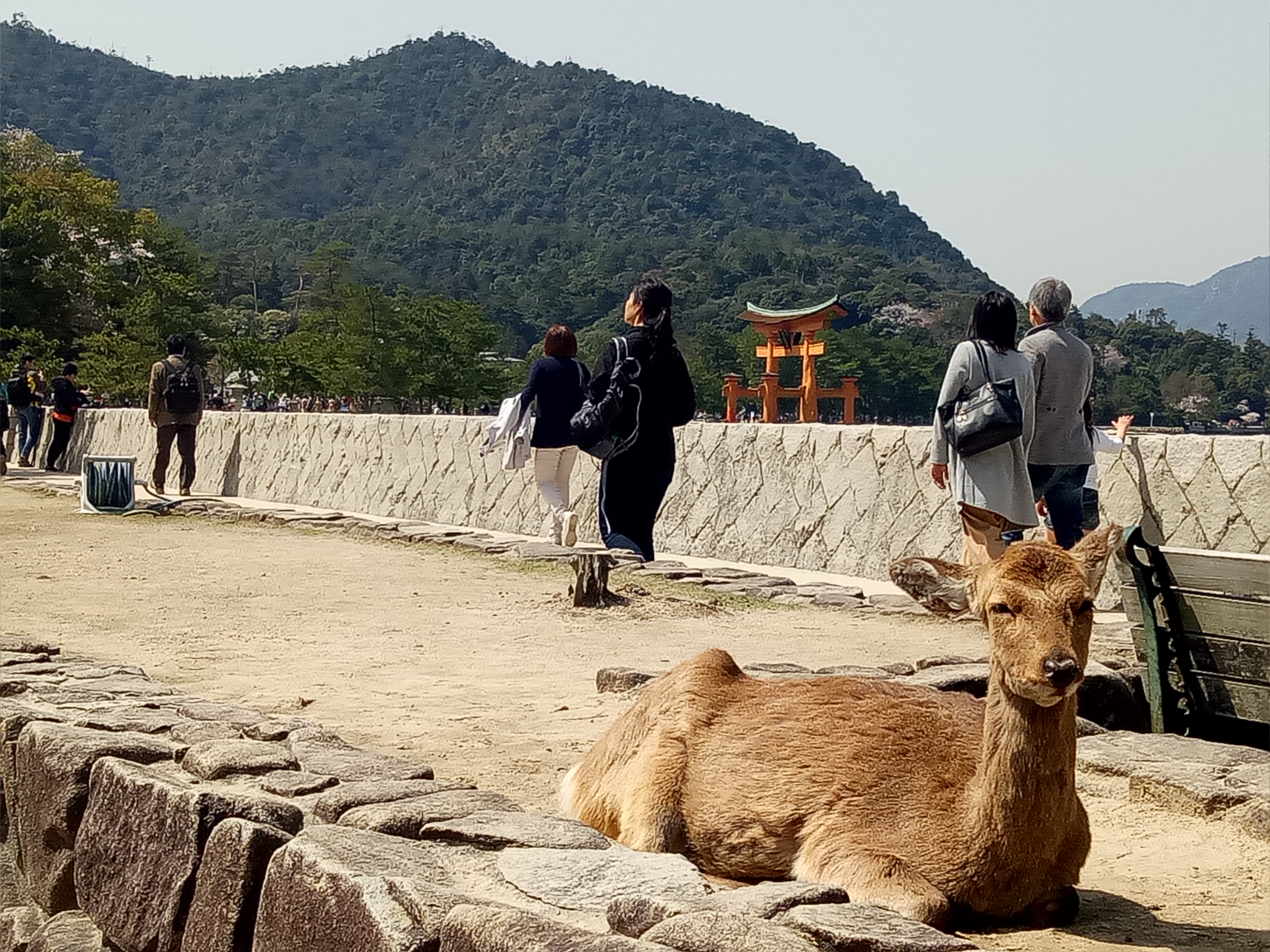 Travelog Japan, Spring: Miyajima