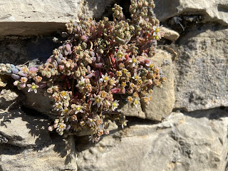 Sedum dasyphyllum.