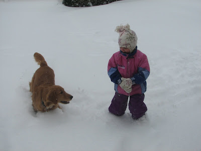 Golden Retriever puppy playing in snow