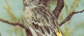 Mengenal Burung Blackthroat