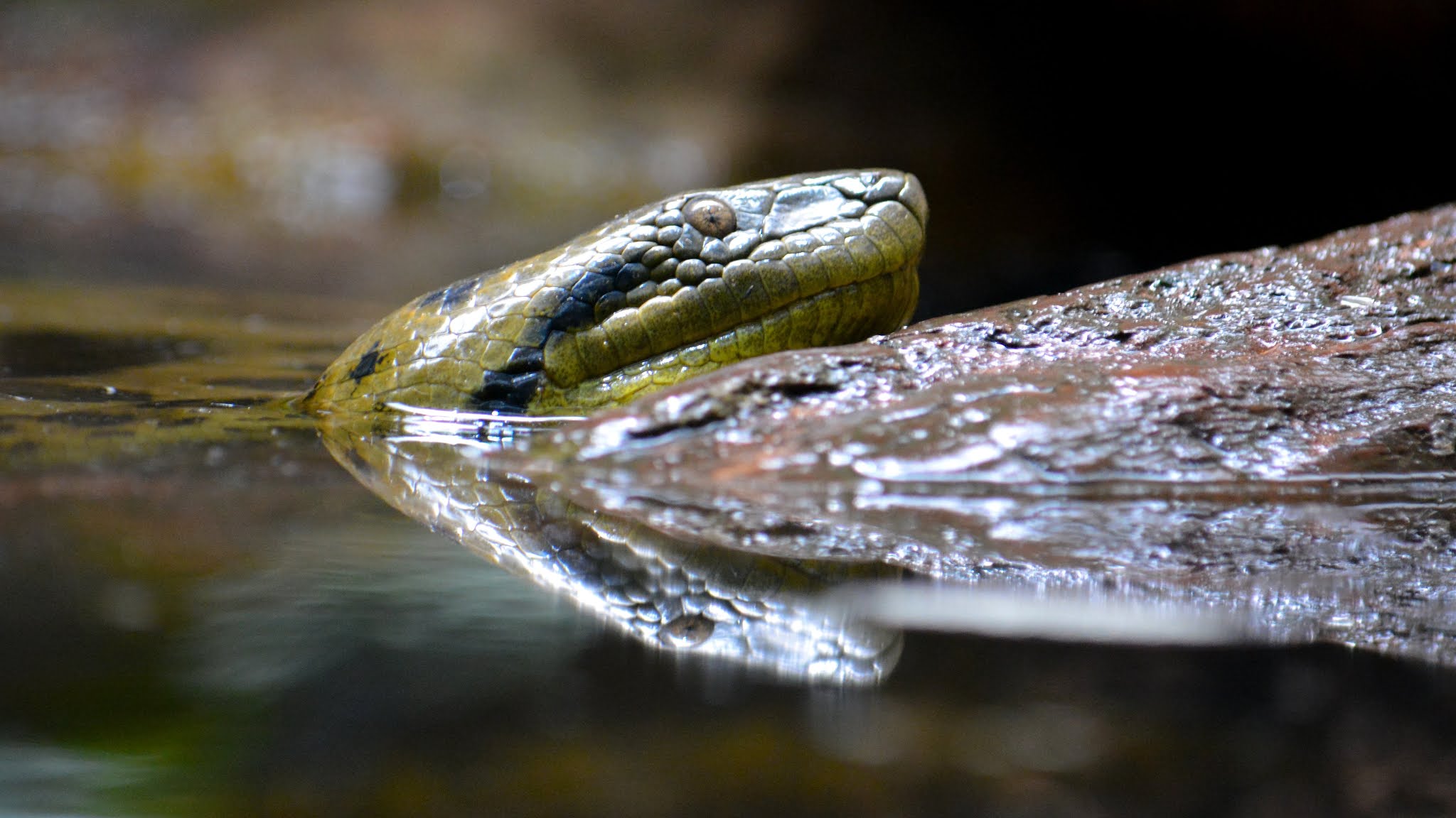 About Green Anaconda, Shadow Predators in the Amazon Jungle