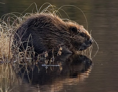 Beavers Photo