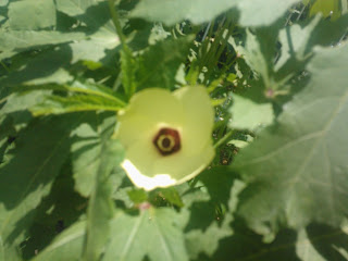 Okra Flower