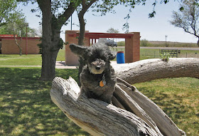 Skruffy in Texas along I-10