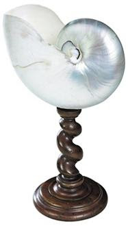 Nautilus Shell