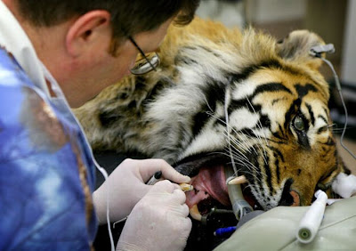 Animals at the Dentist Seen On www.coolpicturegallery.us