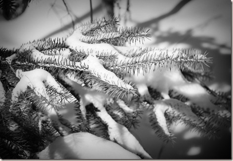 BW-Pine-Branch