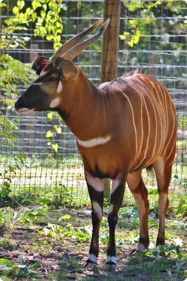 Zoo8 948
