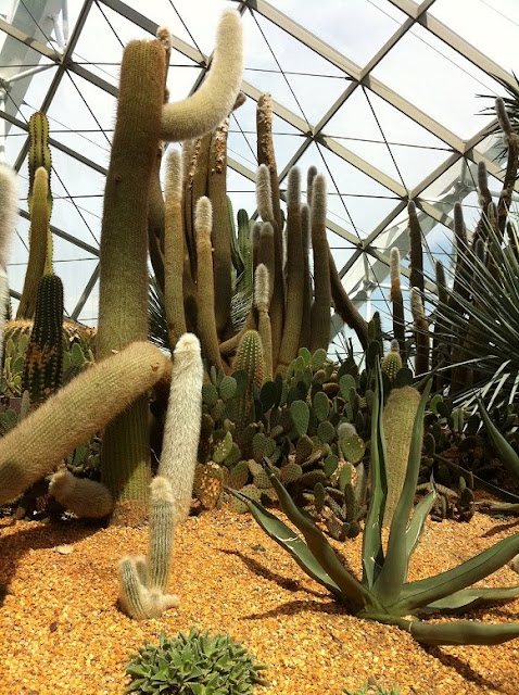 gardens by the bay flower dome succulent garden cactus