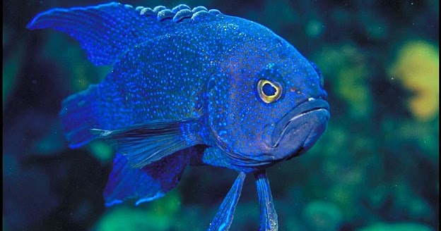 Inilah Jual Ikan Hias Blue Devil di Jogjakarta Murah