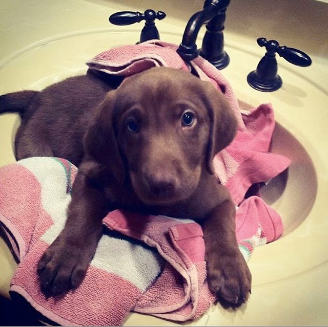 This cute puppy Elijah who is ready for his bath but thinks he needs a bigger sink next time