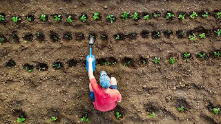  Food Estate: Mentransformasi Pertanian Menuju Masa Depan Berkelanjutan