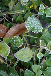 Frost on Leaves