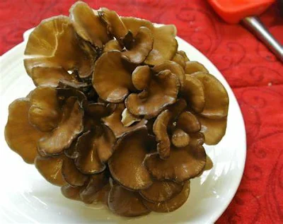 Applications of Maitake Mushrooms in Cosmetic Industry