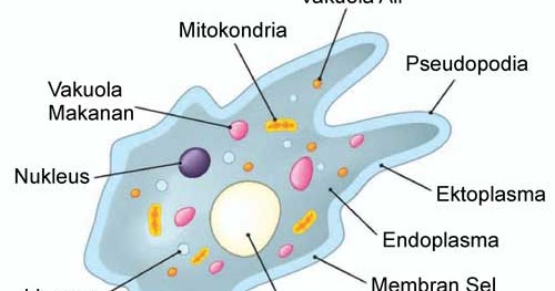 Alat Untuk Bergerak Dan Menangkap Makanan Pada Amoeba  