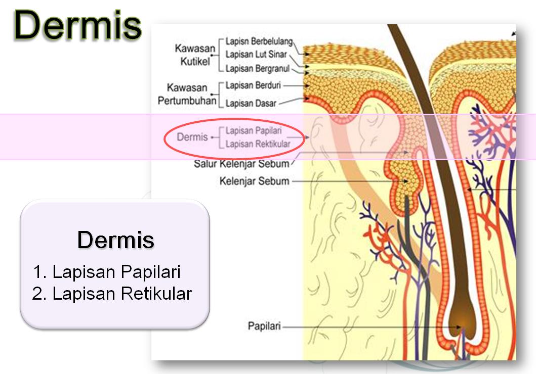 Sistem Integumen Epidermis dan Dermis Literasi Biologi