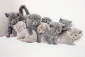 British Shorthair Facts