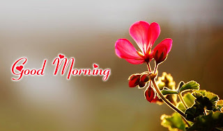 flowers Good Morning facebook cover photo