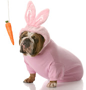 . a funfilled holiday event featuring the Easter Bunny and your chance to . (easter bunny dog)