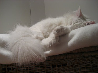 white Norwegian Forest cat