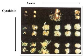 Cytokinin: Auxin ratio