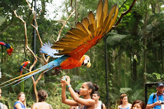 Parque das Aves - O local conta com 16,5 hectares de exuberante Mata Atlântica nativa, onde mantém mais de 1.320 aves, sendo cerca de 143 espécies diferentes. São aves dos quatro cantos do Brasil e aves exóticas de diversas partes do mundo, muitas delas ameaçadas.  Os visitantes podem entrar nos viveiros de imersão para sentir o bater das asas das vibrantes araras e olhar nos olhos de um tucano.