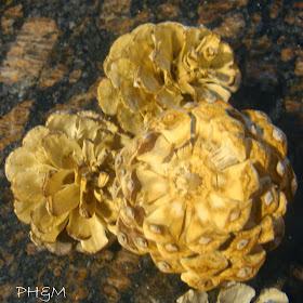 http://plumperfectandme.blogspot.com/2013/10/bleached-pine-cones-decor.html