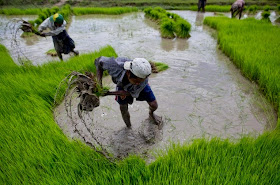 http://www.dailymail.co.uk/wires/ap/article-2722864/PICTURED-Planting-rice-traditionally-Myanmar.html