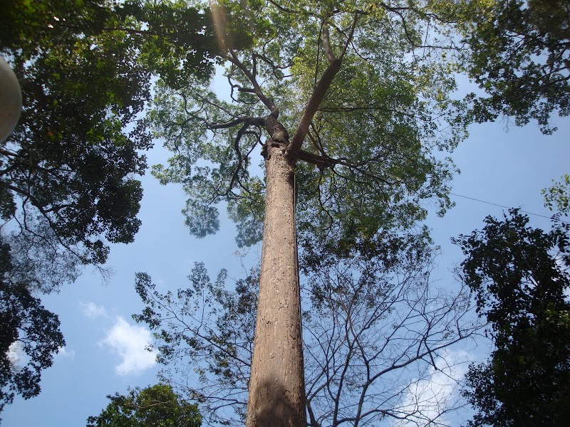 Ide 17+ Pokok Cengal