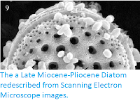 http://sciencythoughts.blogspot.co.uk/2013/09/the-late-miocene-pliocene-diatom.html