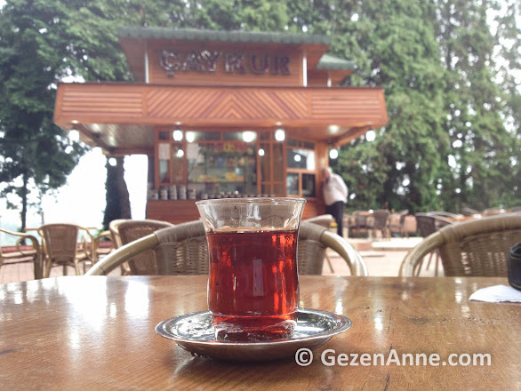 Rize ziraat botanik çay bahçesi