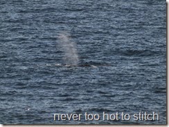 whale spout 2